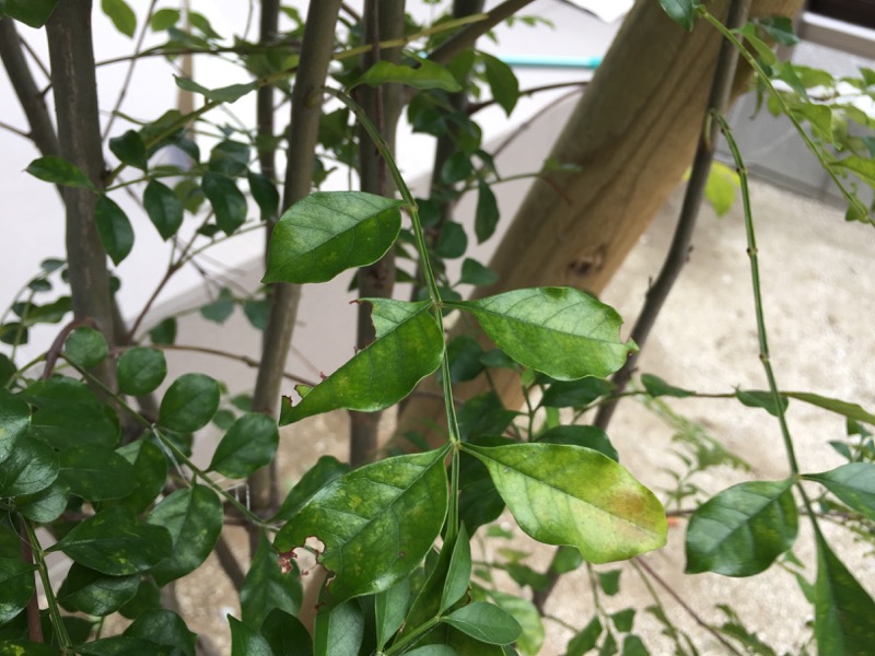 庭木のシマトネリコに虫が 駆除方法と予防対策 大量のフン コノイエ快適 I Smart35坪 家族4人の暮らし
